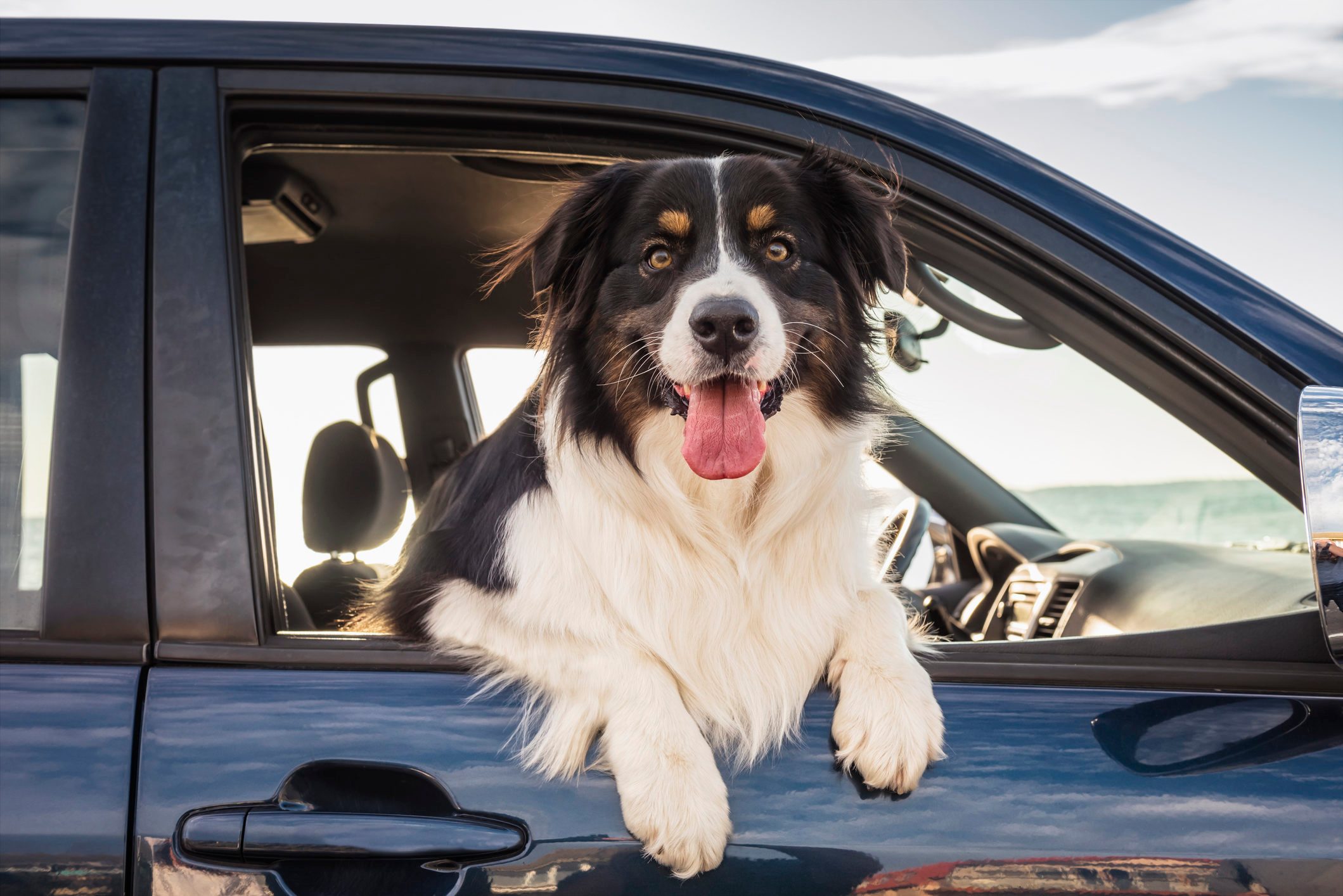Dog leaning out window of car