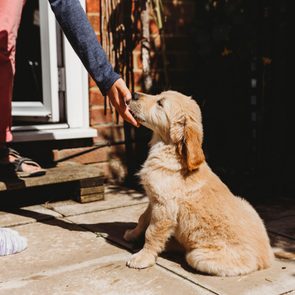 Puppy sits on patio, licking person's hand, near door with sunlight and shadows.