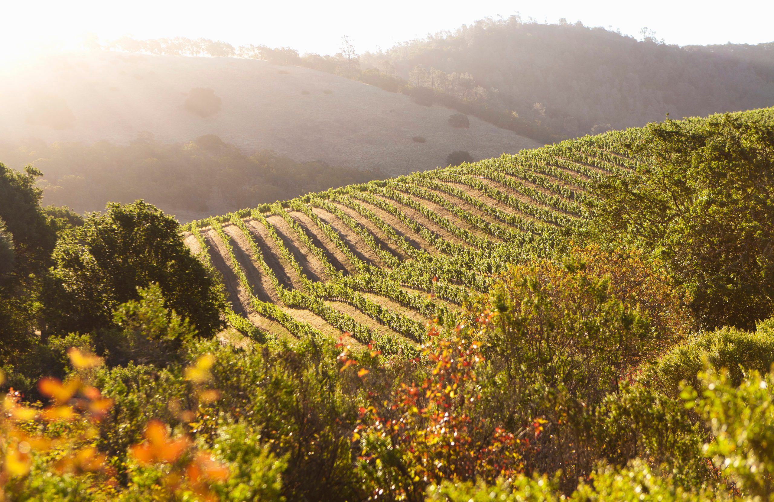 Tranqui Napa Valley scene backlit by warm sunlight
