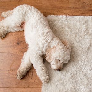 A fluffy dog sleeps on a wooden floor beside a white shaggy rug.