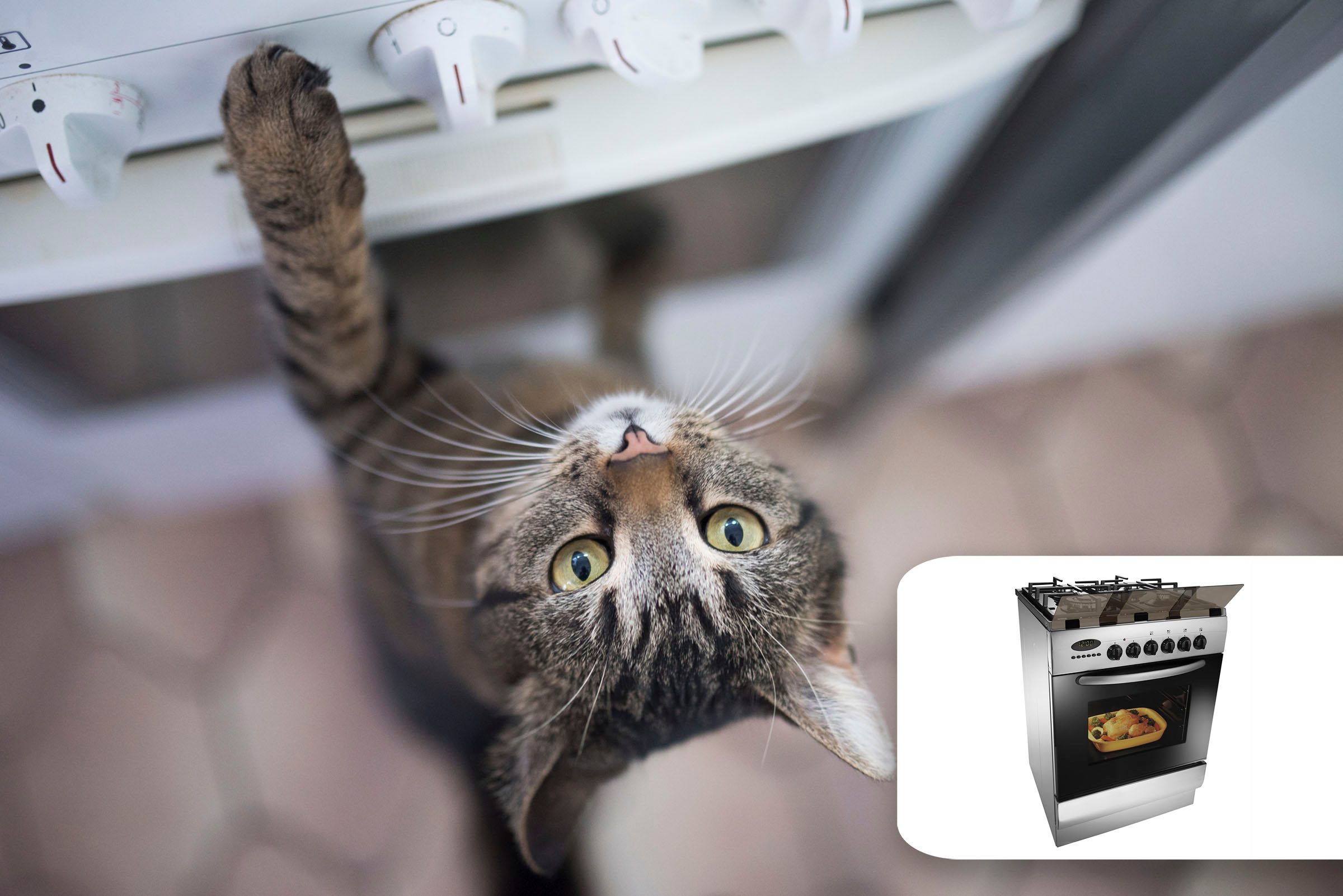 cat stove