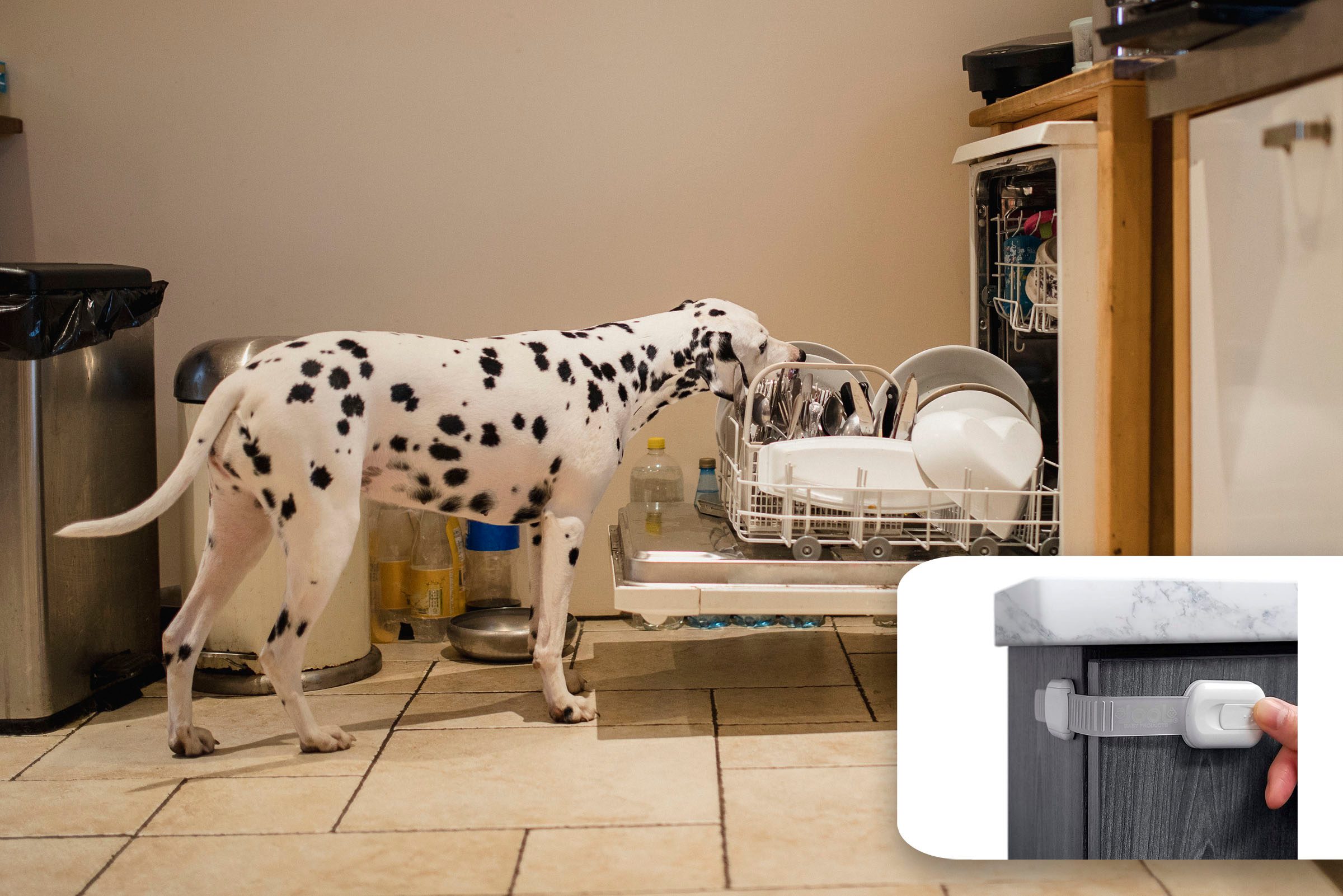 dog dishwasher
