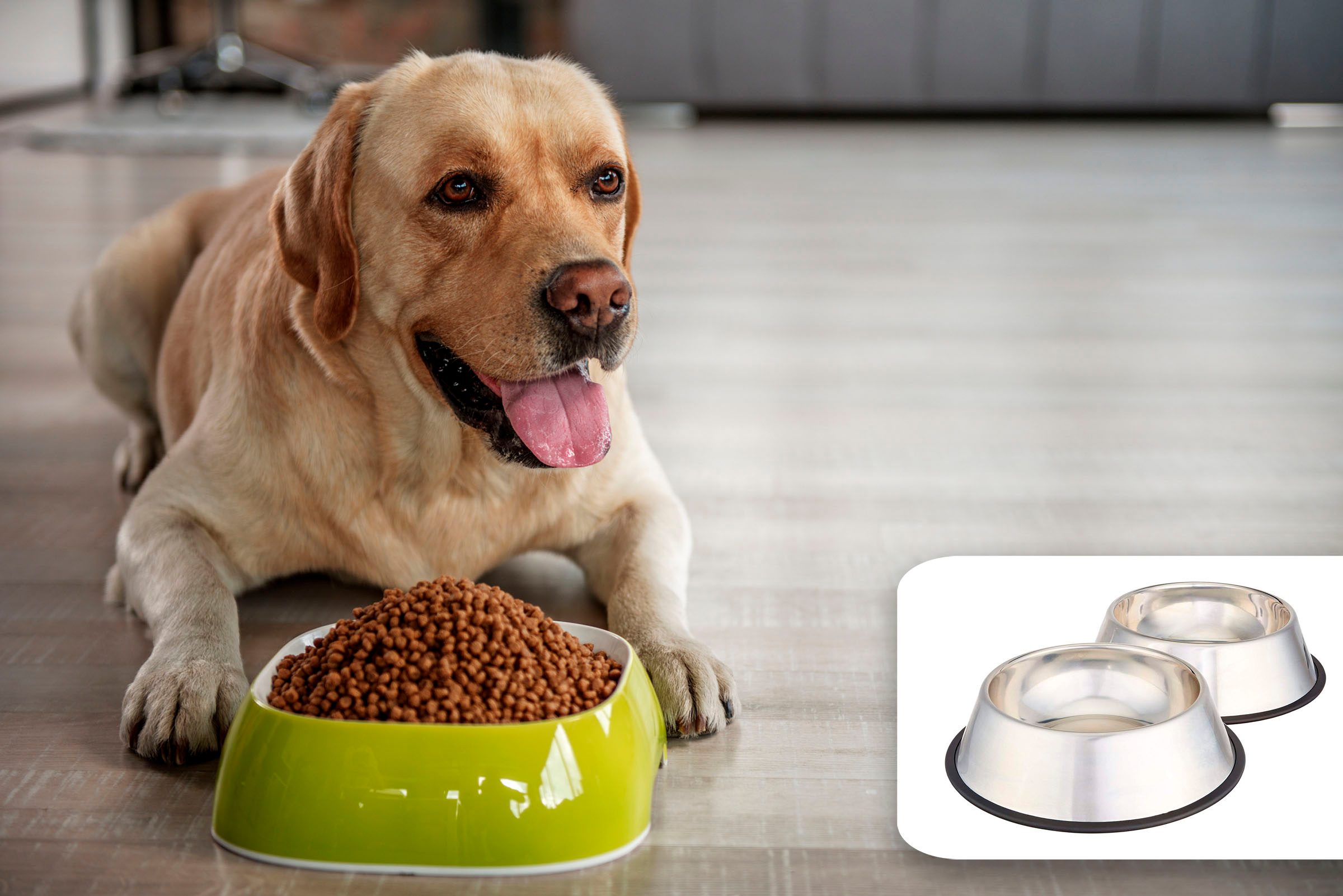 dog food bowl