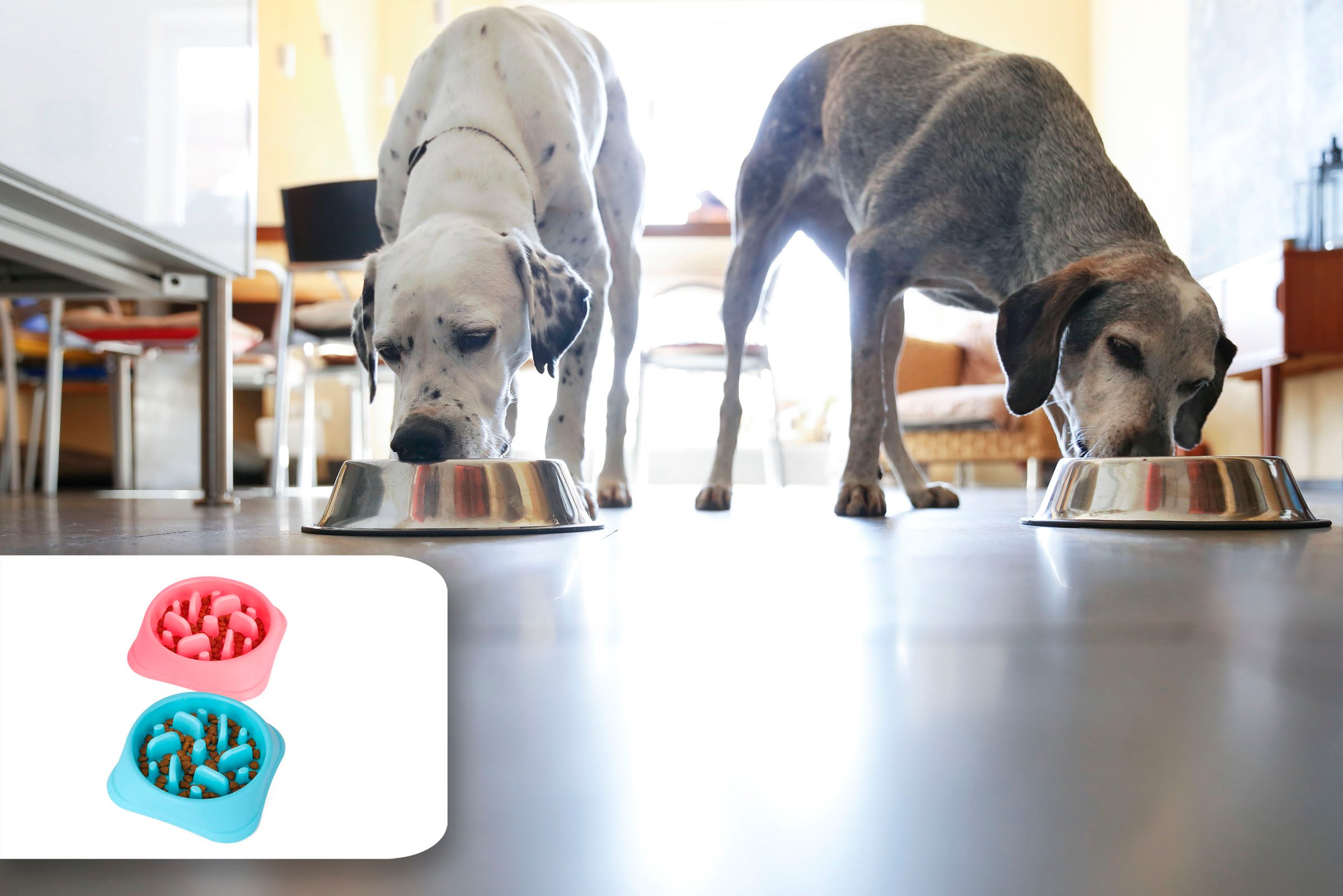 dog bowl