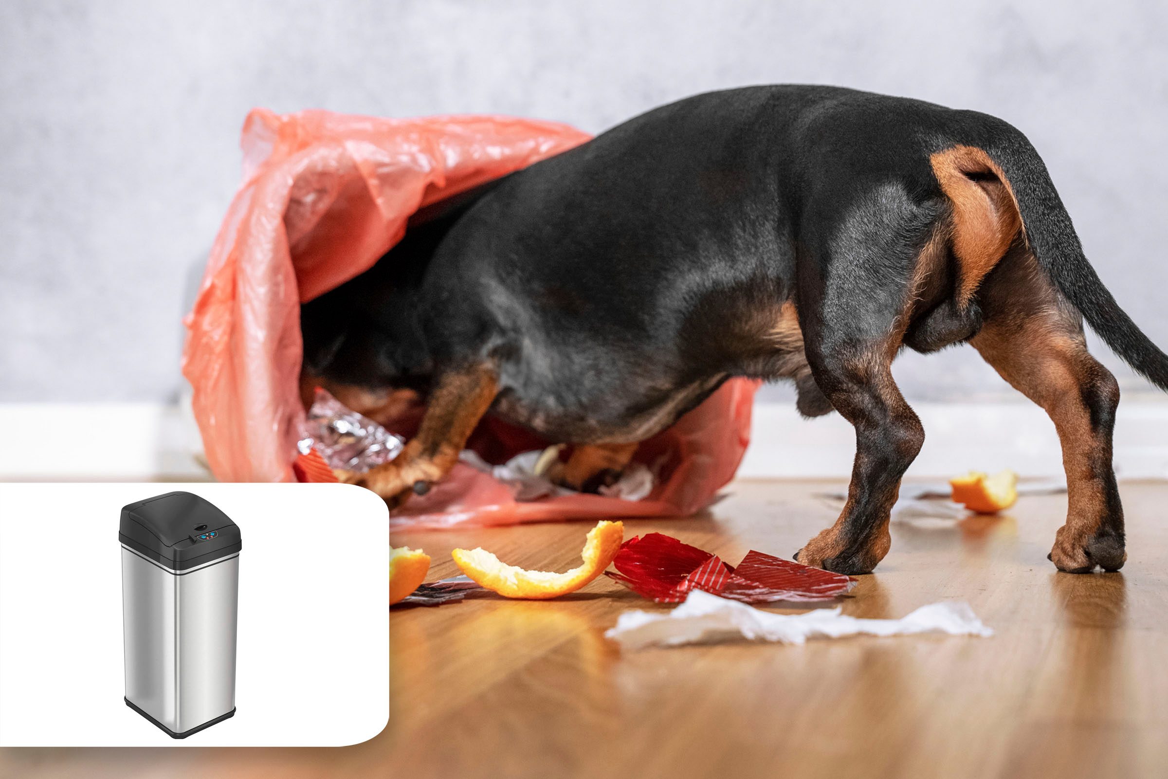 dog garbage