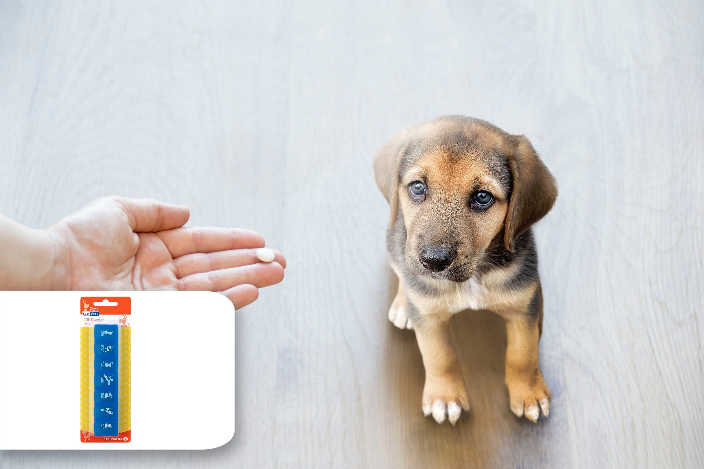 dog medicine