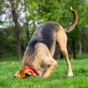 Dog digs in grassy field, surrounded by green trees, wearing a red collar.