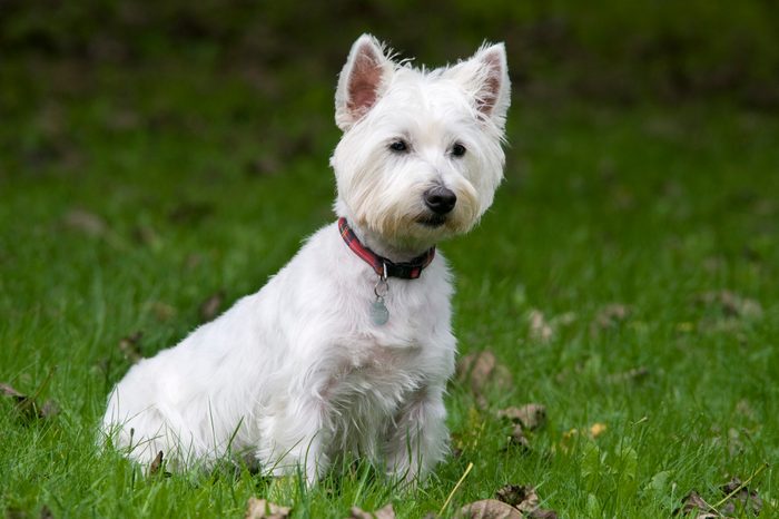 West Highland White Terrier Dog, UK, sitting in garden