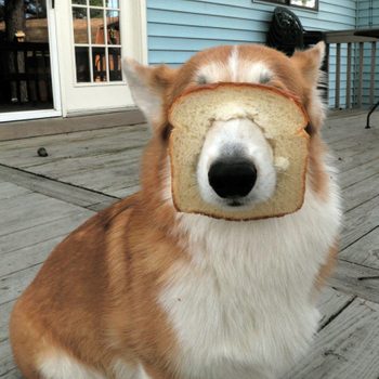 Dog sits with bread slice on its face on wooden deck near blue house.