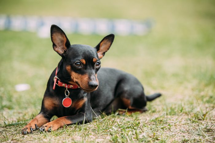 Black Miniature Pinscher dog sitting on grass