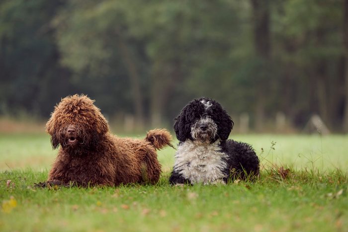 Spanish Water Dog