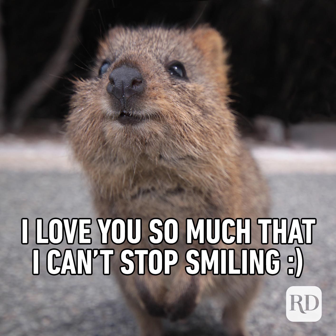 Happy rodent. Meme text: I love you so much that I can't stop smiling :)