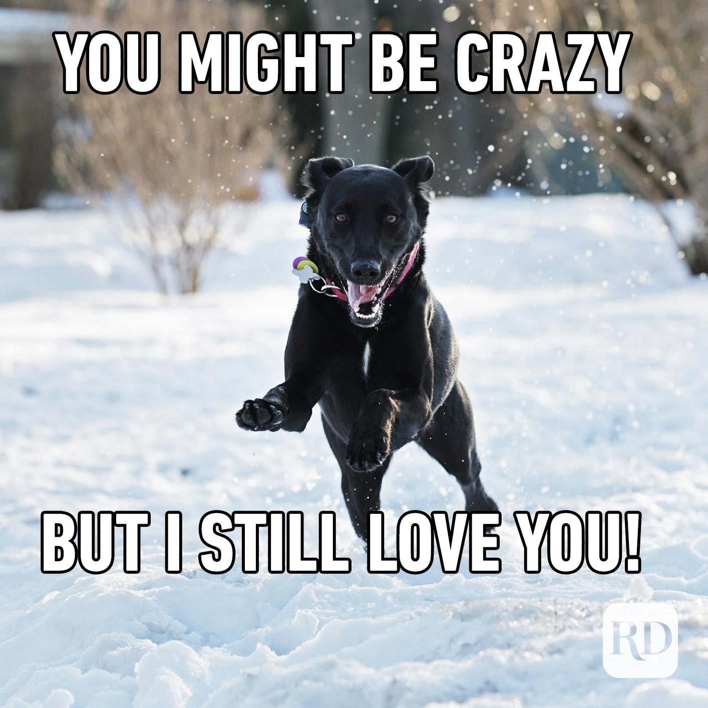 Dog leaping over snow. Meme text: You might be crazy, but I still love you!