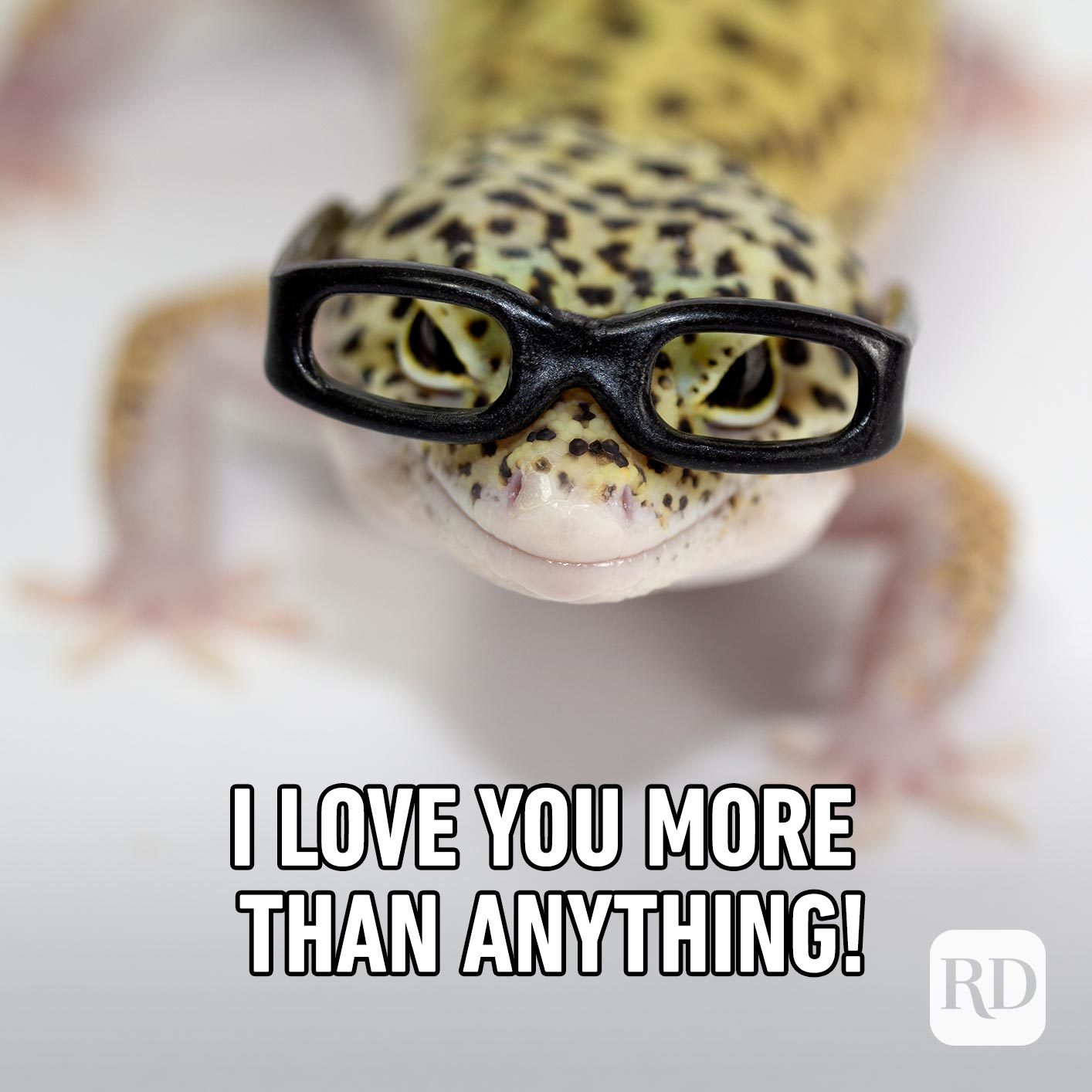 Gecko wearing glasses. Meme text: I love you more than anything!