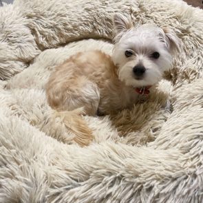 Small dog resting in a fluffy, beige bed, surrounded by a cozy indoor setting.