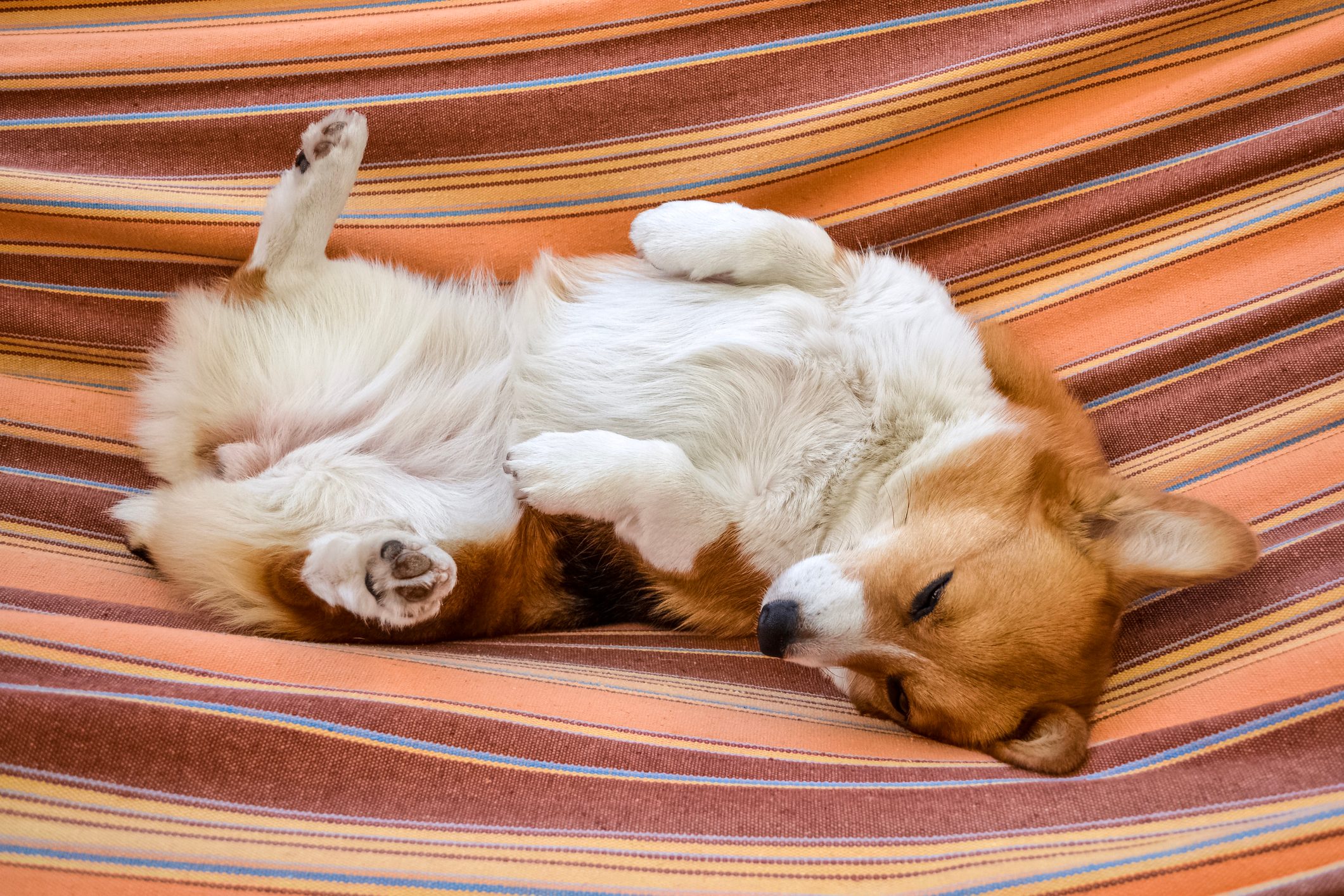 Sleeping dog