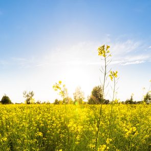 Yellow flowers bloom under a clear blue sky with the sun shining brightly and trees lining the field in the background.