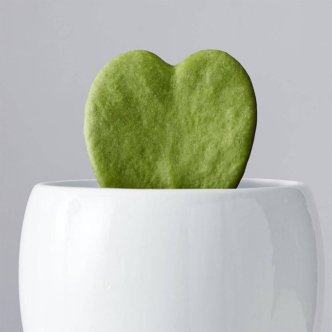 Heart-shaped green succulent leaf emerging from a small white ceramic pot, set against a plain gray background.