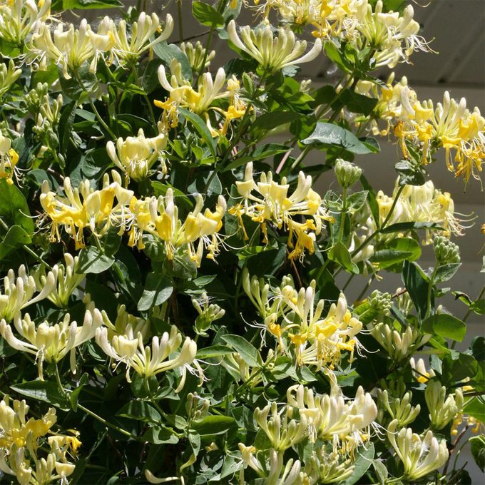 Honeysuckle flowers bloom vibrantly, surrounded by lush green leaves, in a sunlit garden setting.