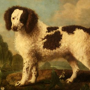 A fluffy dog stands calmly in a lush landscape with flowers and greenery, under a partly cloudy sky.