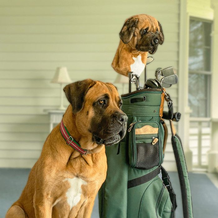 A large brown dog sits beside a green golf bag topped with a matching dog head cover on a porch with white walls.