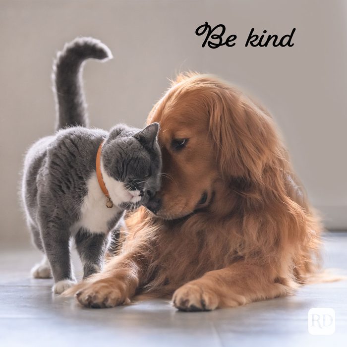 a cat and dog head butting