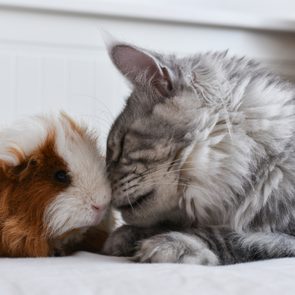 Cat nuzzles guinea pig, both resting closely on a soft white surface, creating a cozy and affectionate atmosphere.