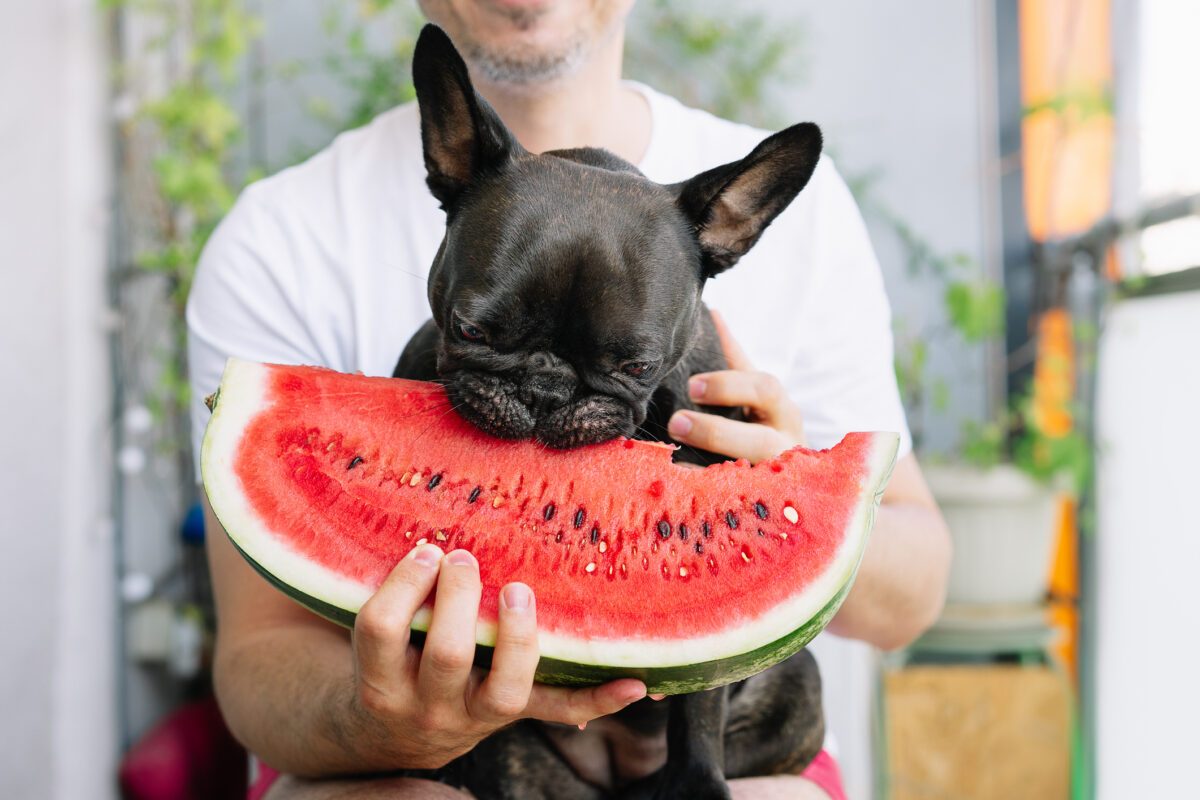 35 Best Human Foods Good for Dogs, According to Pet Experts