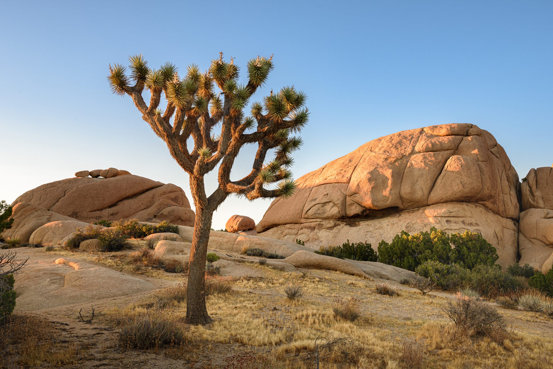 Joshua Tree National Park landscape, Mojave Desert, California