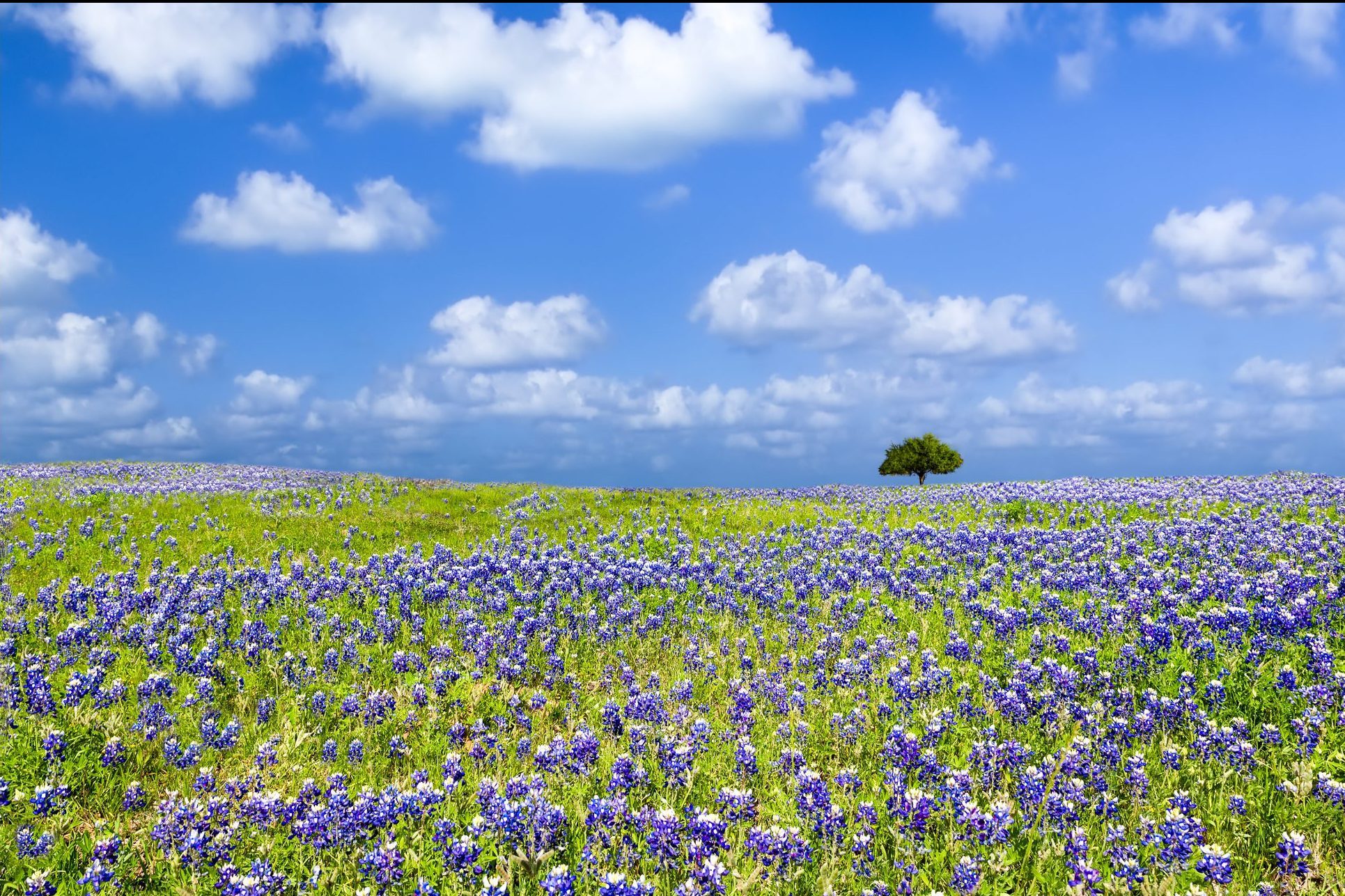 Texas Bluebonnet Field