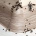 16 Chemical-Free Ways to Get Rid of Household Pests