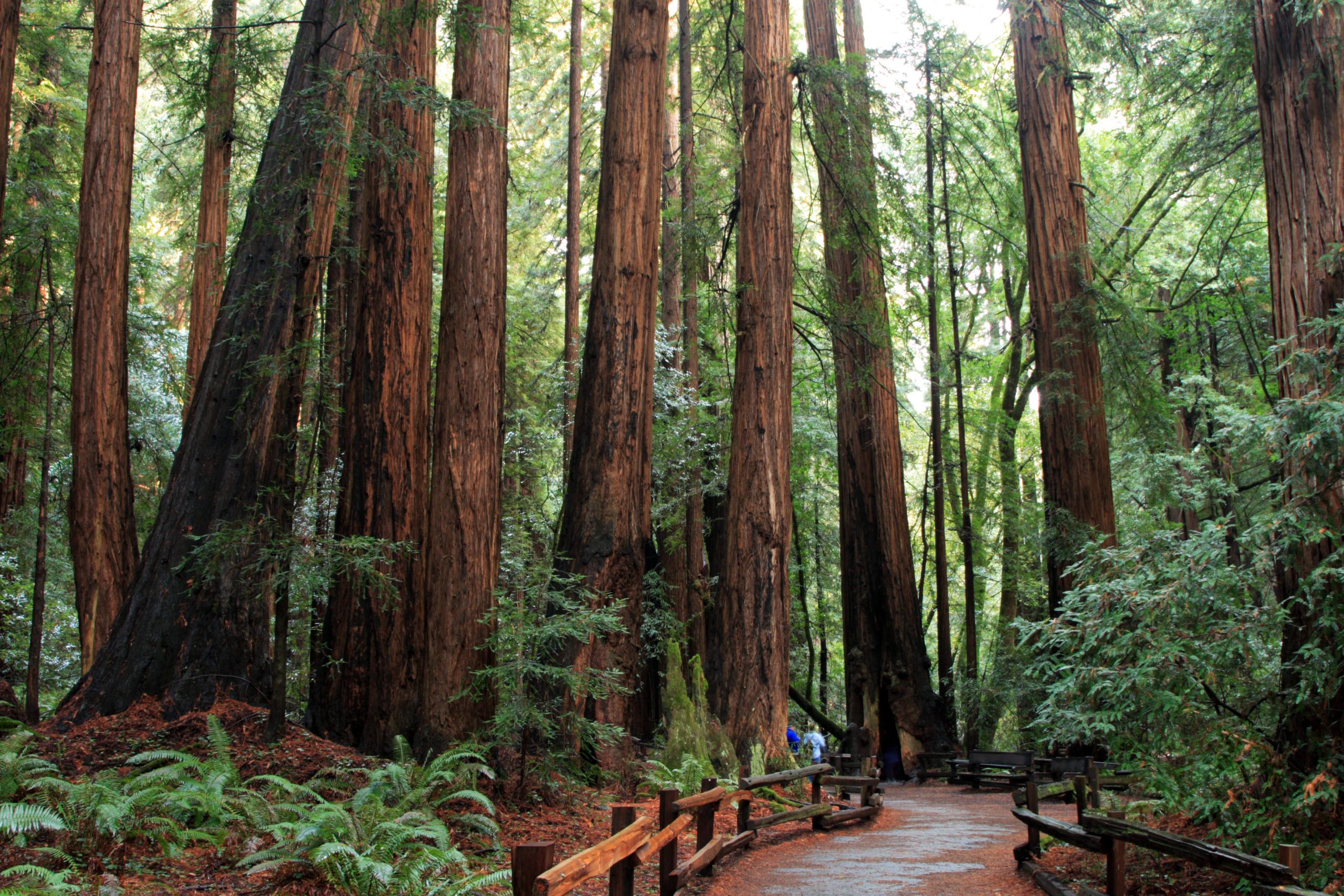 Muir woods national monument