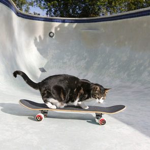 Cat rides skateboard in empty swimming pool under clear sky, its body positioned low and balanced on the board.