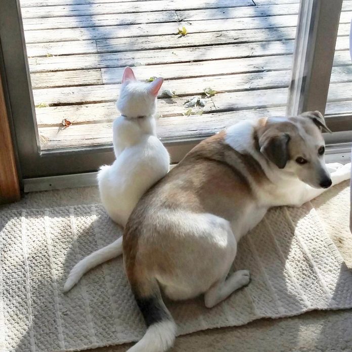 cat squeezing into space by the window where the dog is sitting