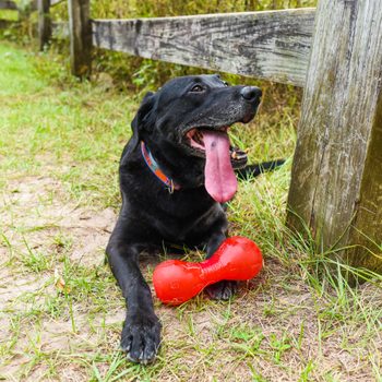 Dog panting with tongue out, resting on grass, holding a red bone toy near a wooden fence in a park setting.