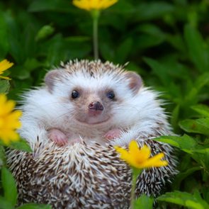 Hedgehog resting curled amongst bright yellow flowers and lush green foliage.