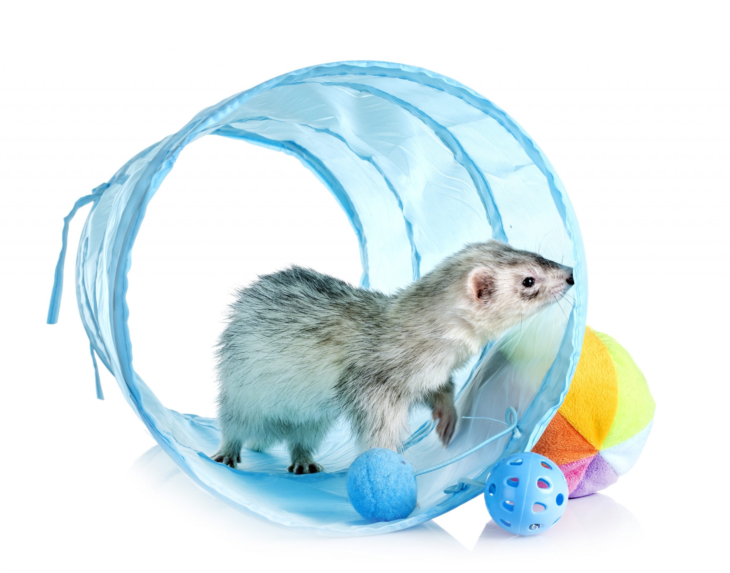 gray ferret
