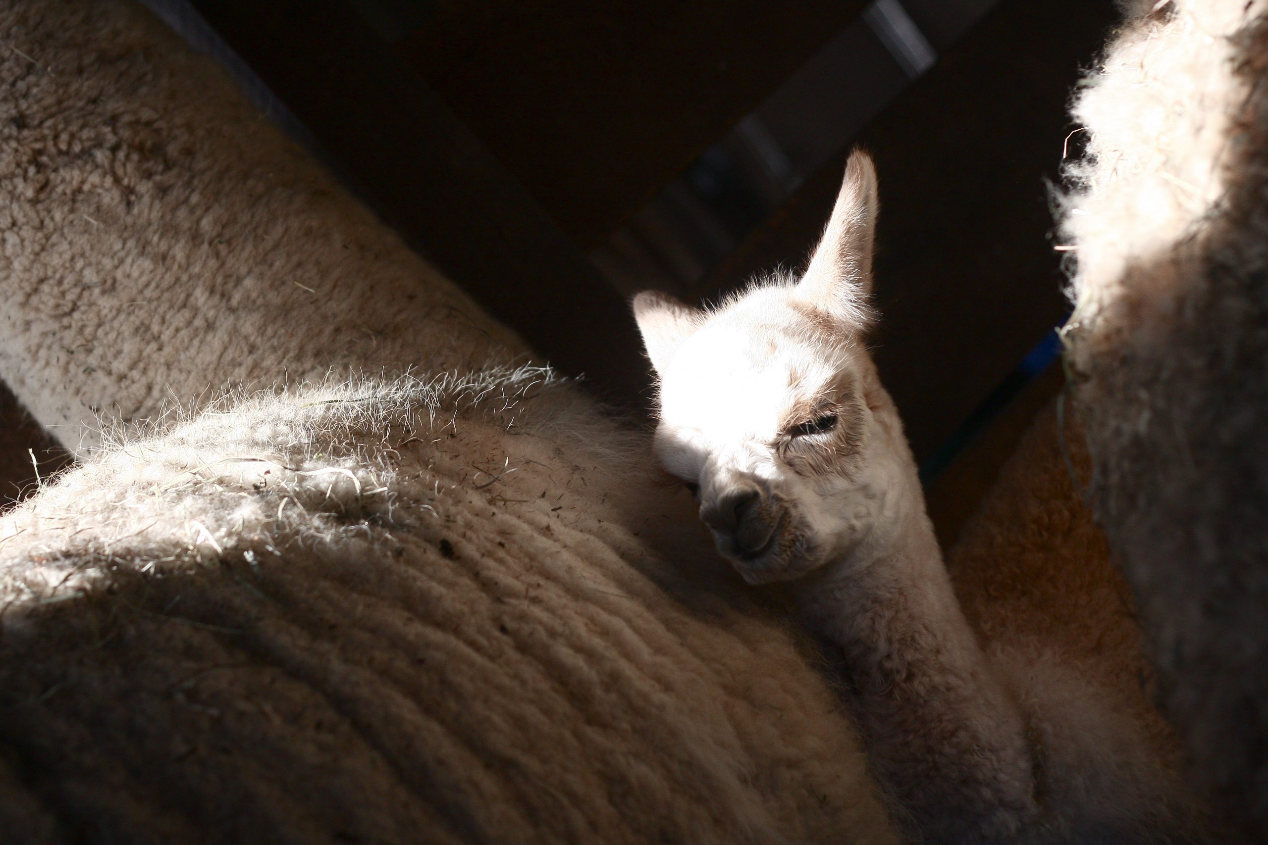 Baby and Mama Alpaca