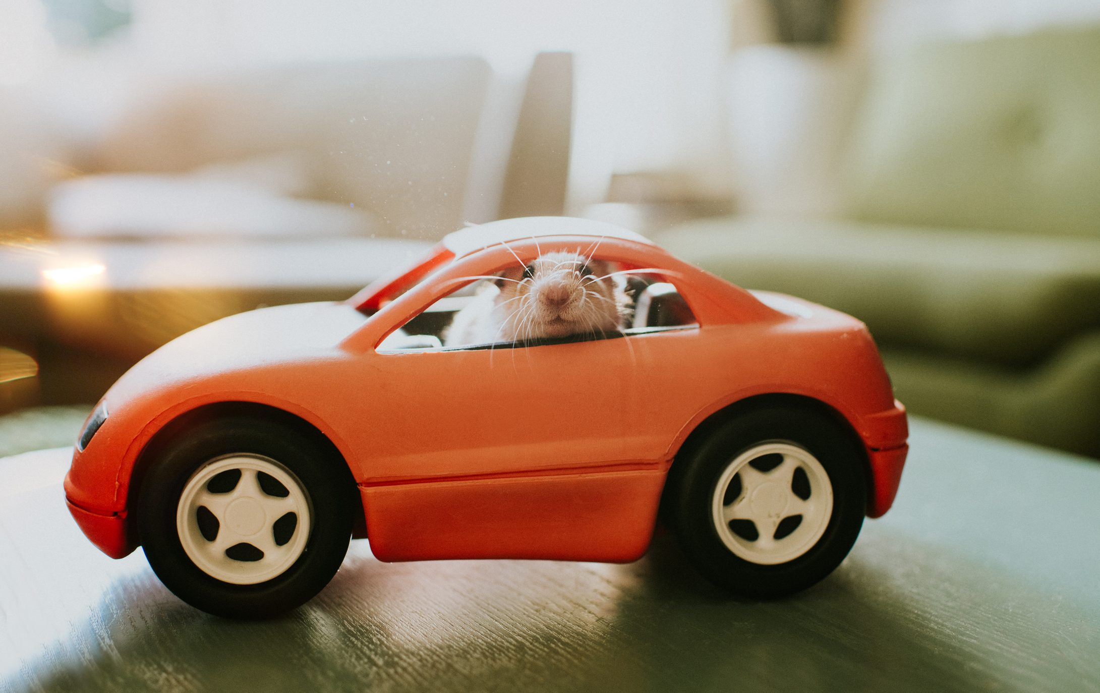 Hamster in a Car