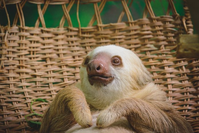 rescued sloth