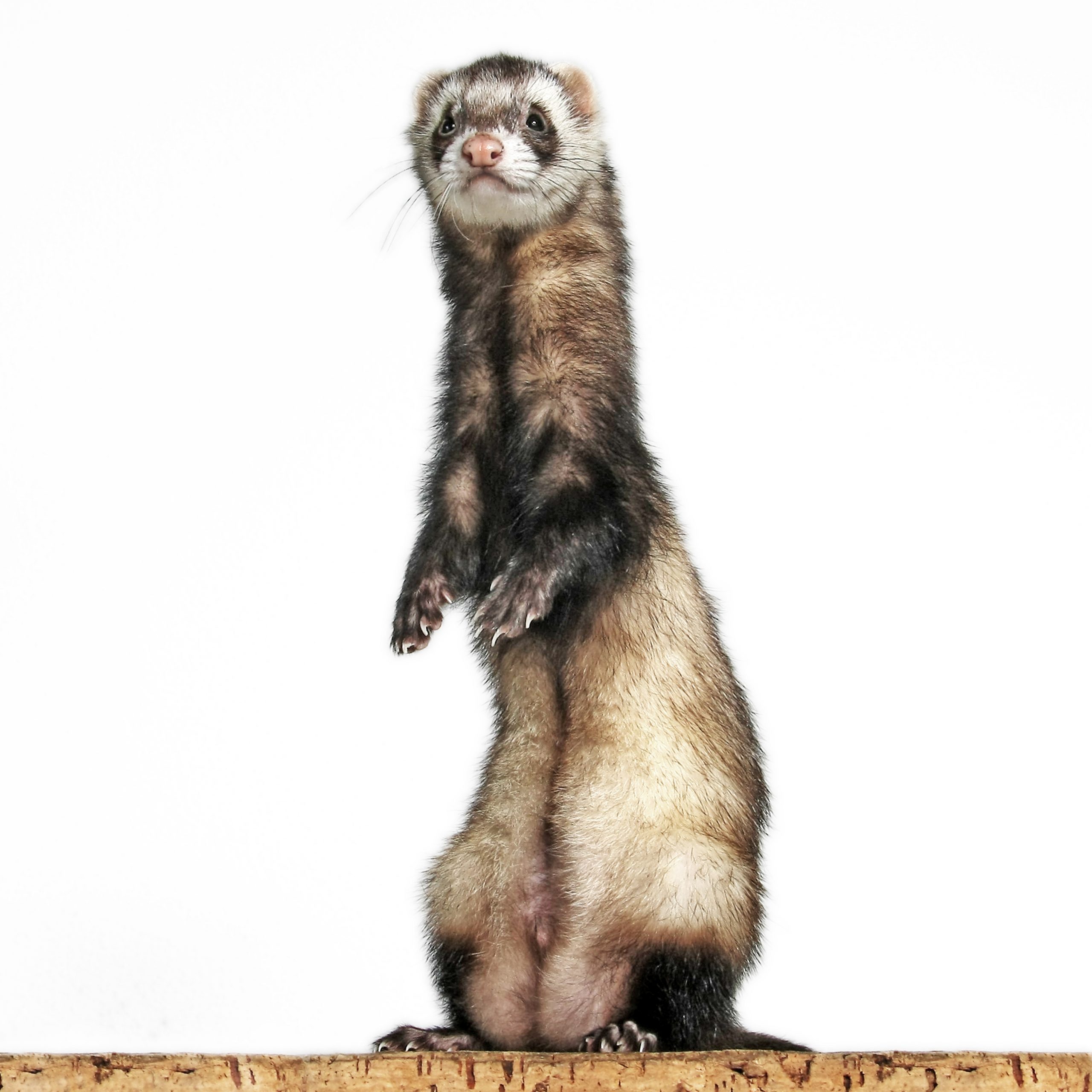 Ferret