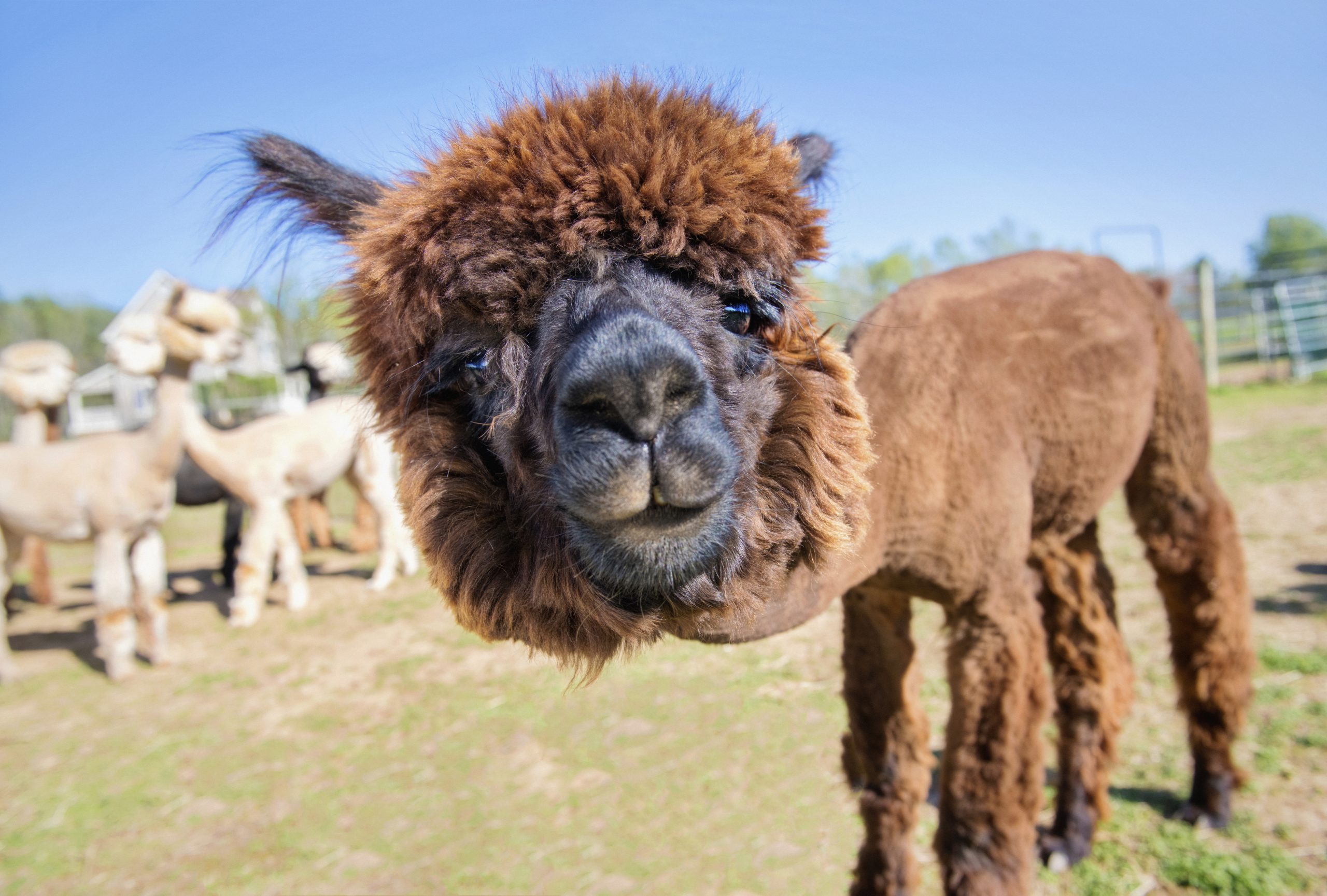 Cute and curious alpaca on sunny farm