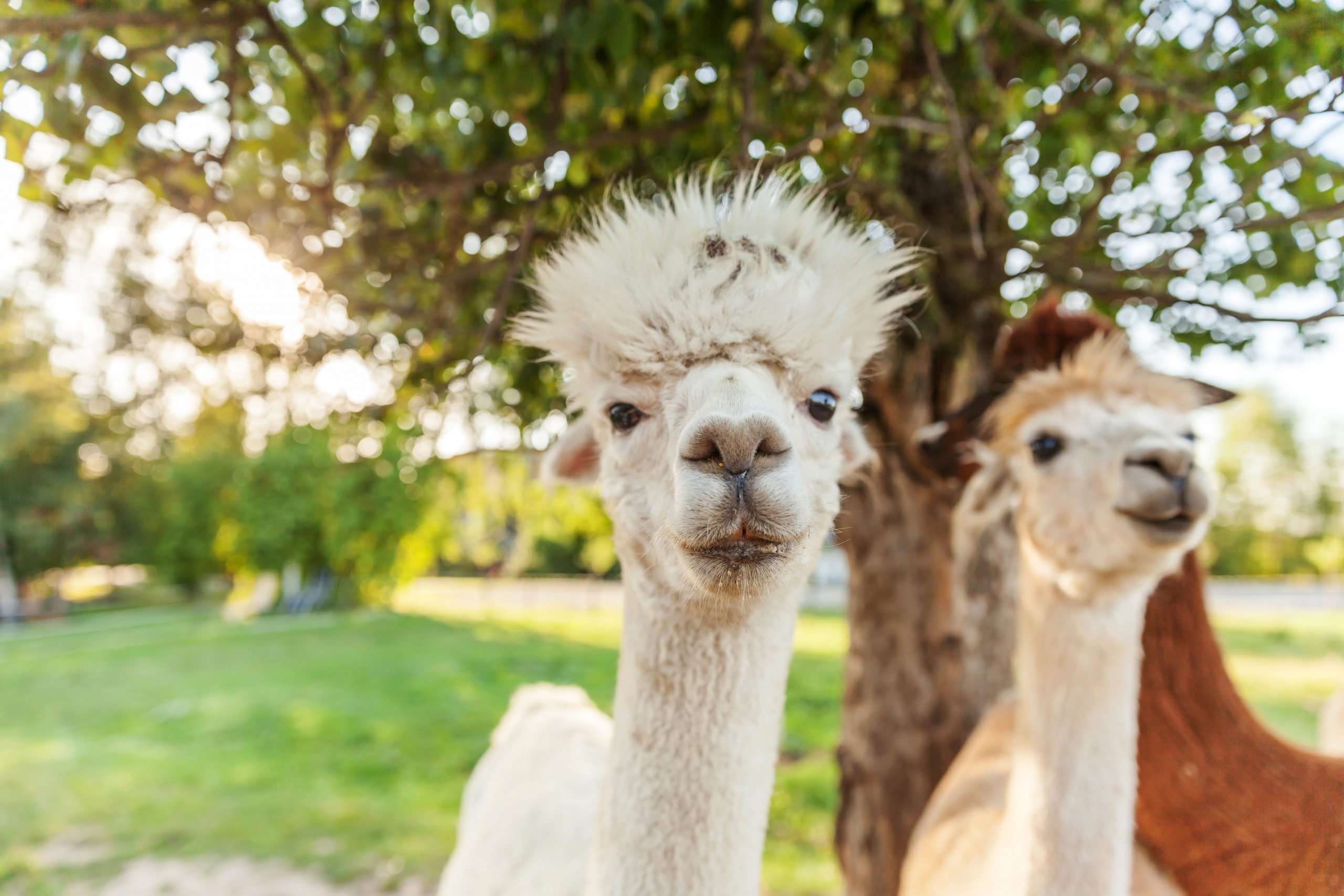 Cute alpaca with funny face relaxing on ranch in summer day. Domestic alpacas grazing on pasture in natural eco farm countryside background. Animal care and ecological farming concept