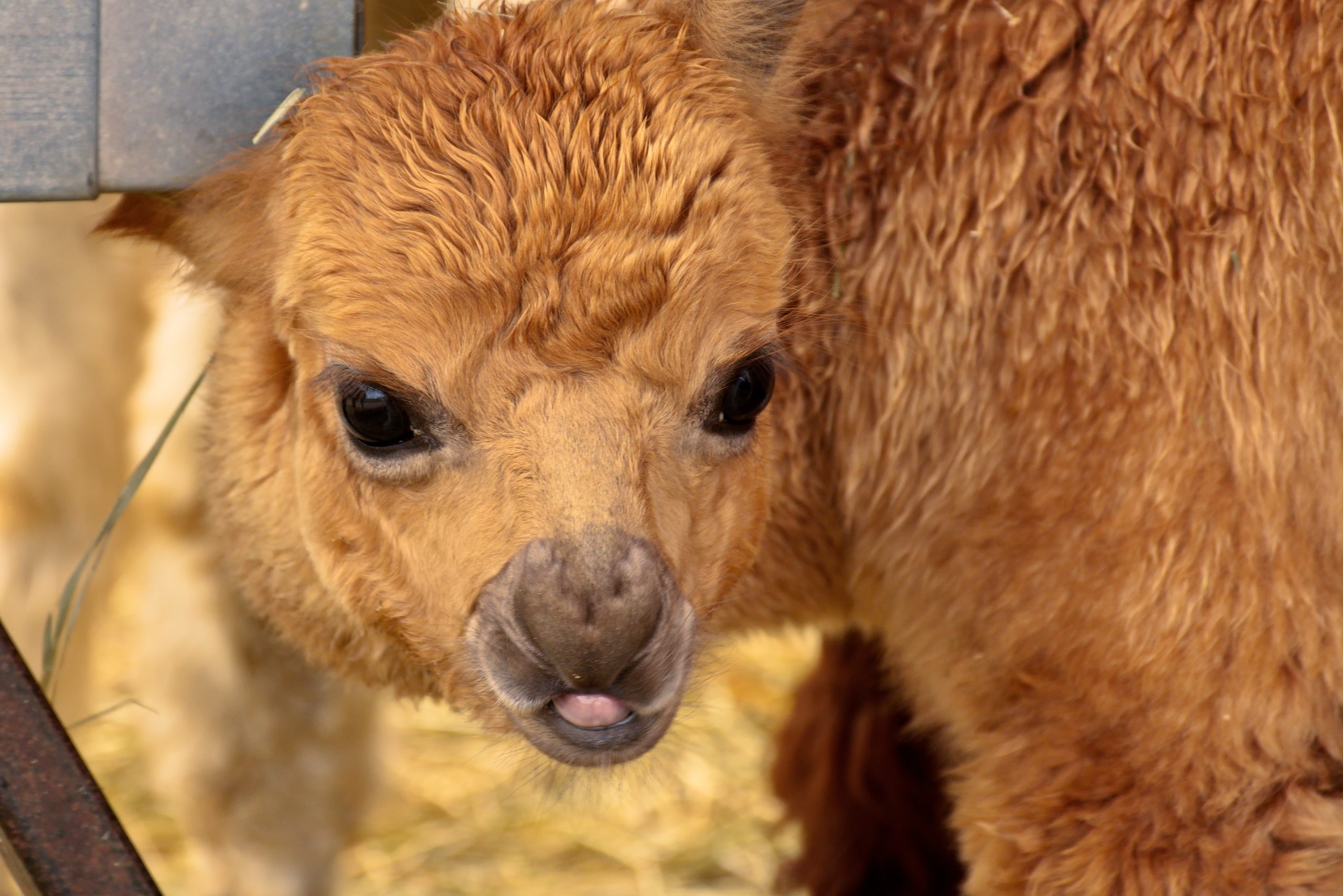 Curious Baby Alpaca