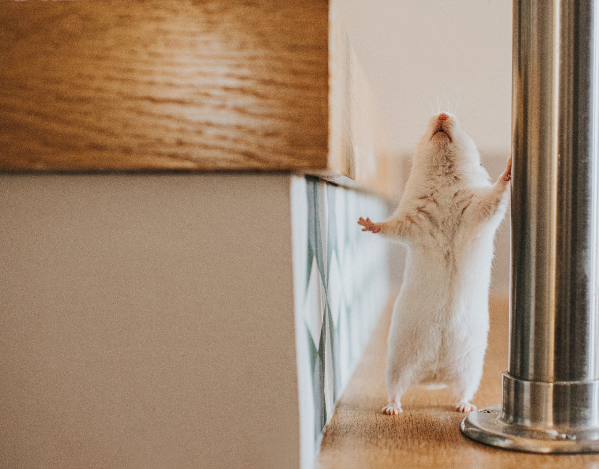 White Syrian Hamster stands beside a Bannister on a staircase and looks up