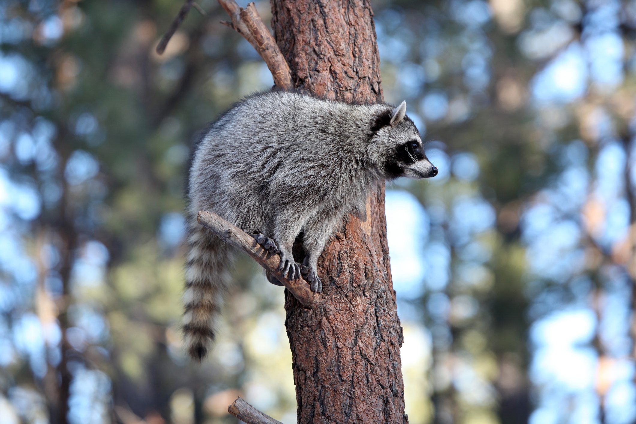 Travel Destination : Bearizona in Arizona