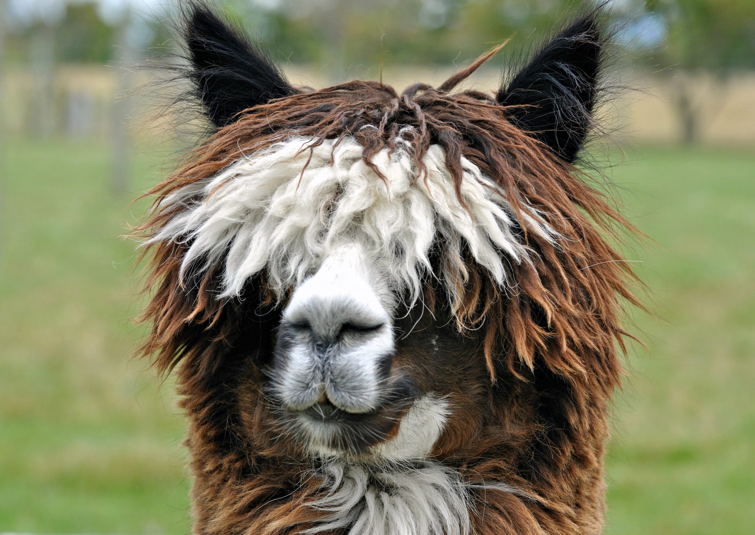 Alpaca
