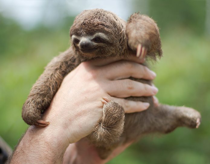Bradypus tridactylus