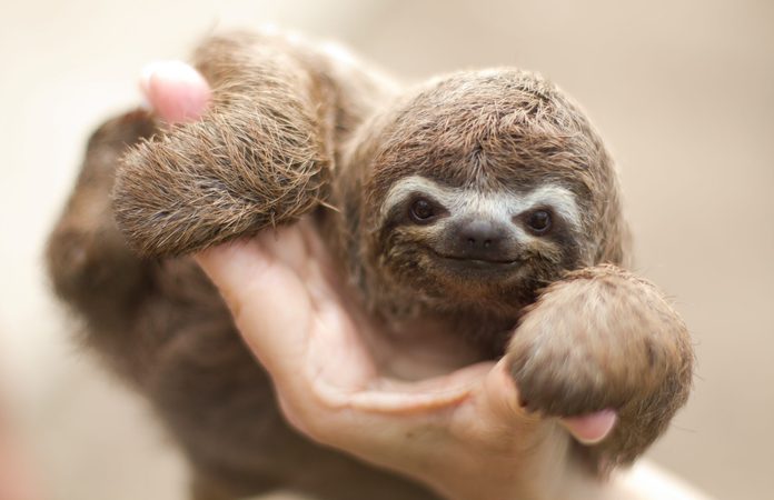 Bradypus tridactylus