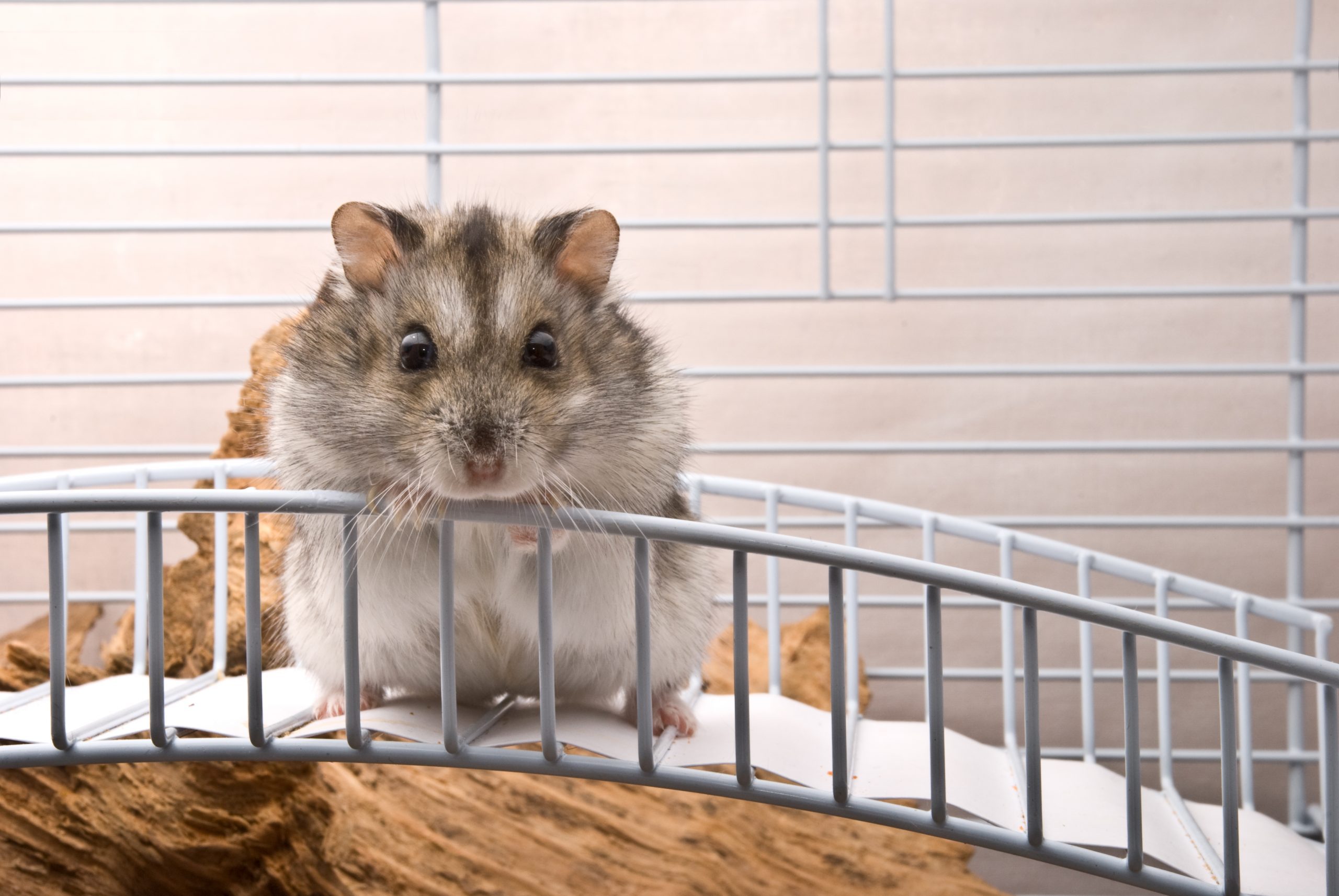 Dwarf hamster
